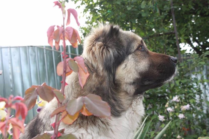  - Ciobanesc caucazian