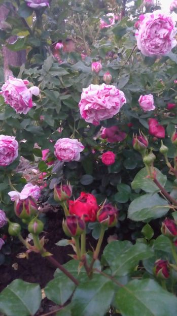 Variegata de Bologna - Trandafiri 2017