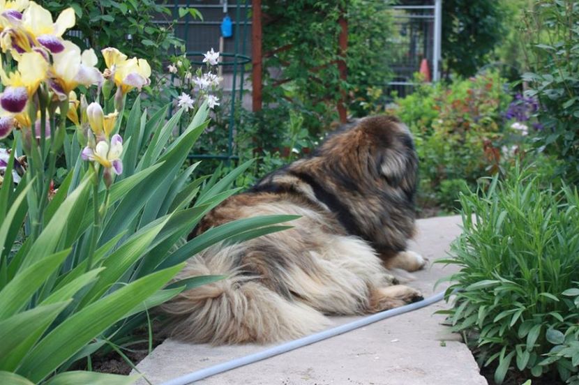 Paza Beea - Ciobanesc caucazian