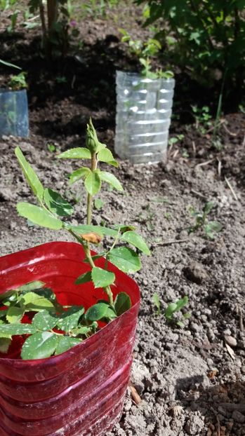 Butasi de trandafirii au bobocei - COLȚUL meu de GRĂDINĂ