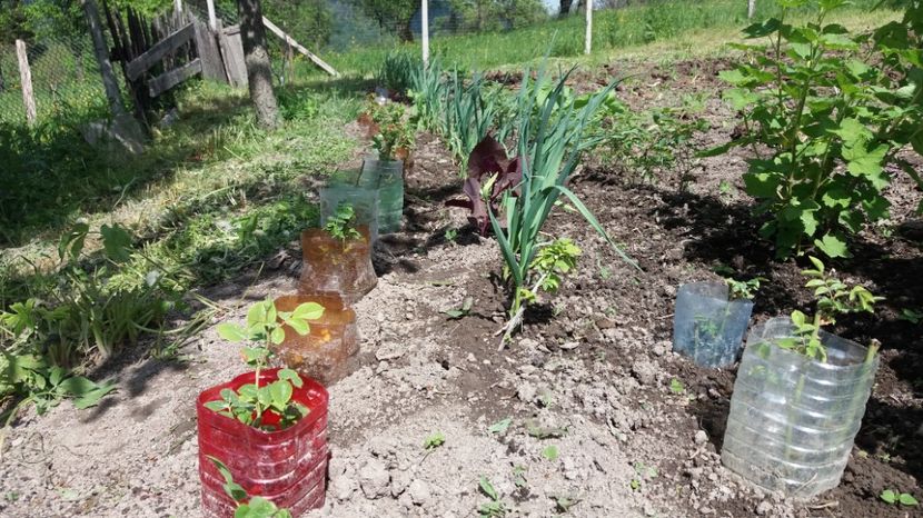 Copilaşii - COLȚUL meu de GRĂDINĂ