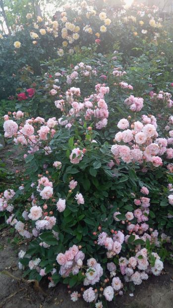 Cornelia - Trandafiri 2017