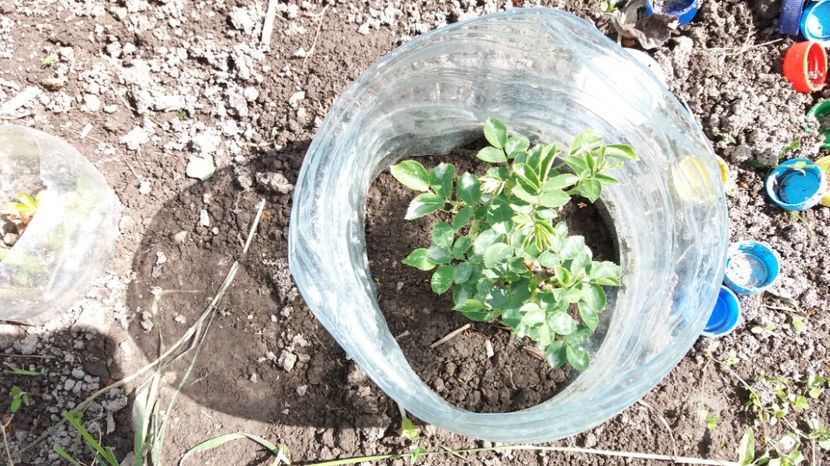  - COLȚUL meu de GRĂDINĂ