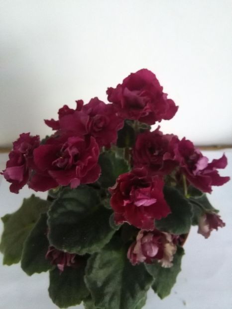 Ness Antique Red - 1-A-Violete 2017
