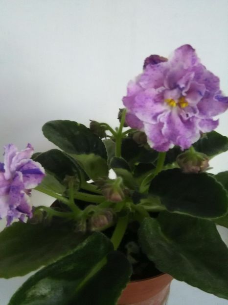 RS Manuela - 1-A-Violete 2017