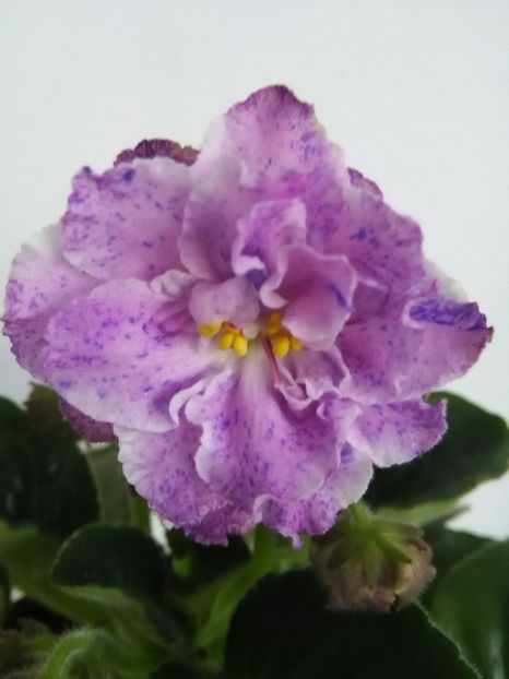  - 1-A-Violete 2017
