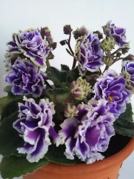  - 1-A-Violete 2017