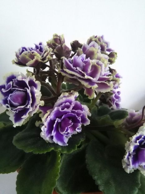  - 1-A-Violete 2017