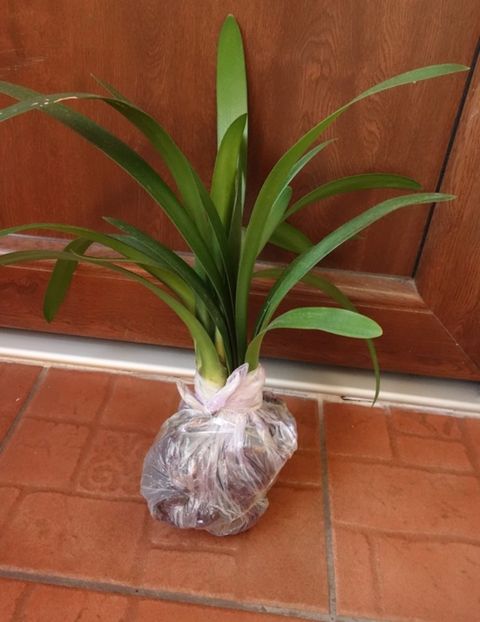 pt Codruta (3) - aa provizoriu