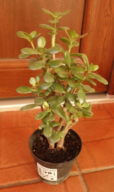 pt Crina (1) - aa provizoriu