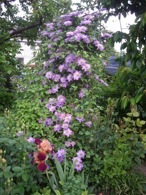 IMGP0417 - CLEMATITE - 2014-2017