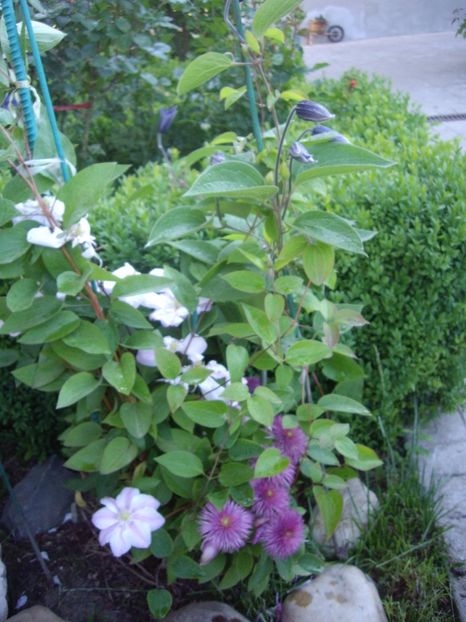 IMGP0424 - CLEMATITE - 2014-2017