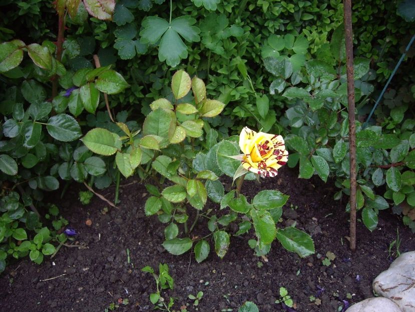 IMGP0425 - Trandafiri si peisaje 2017 -1