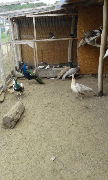  - P---PAUNI 2016-2018