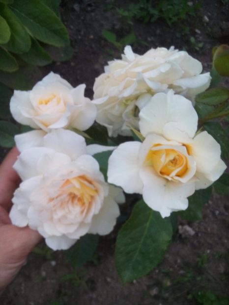  - Nadine Xella-Ricci