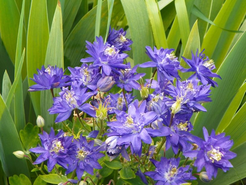 22 mai (37) - Aquilegia 2017