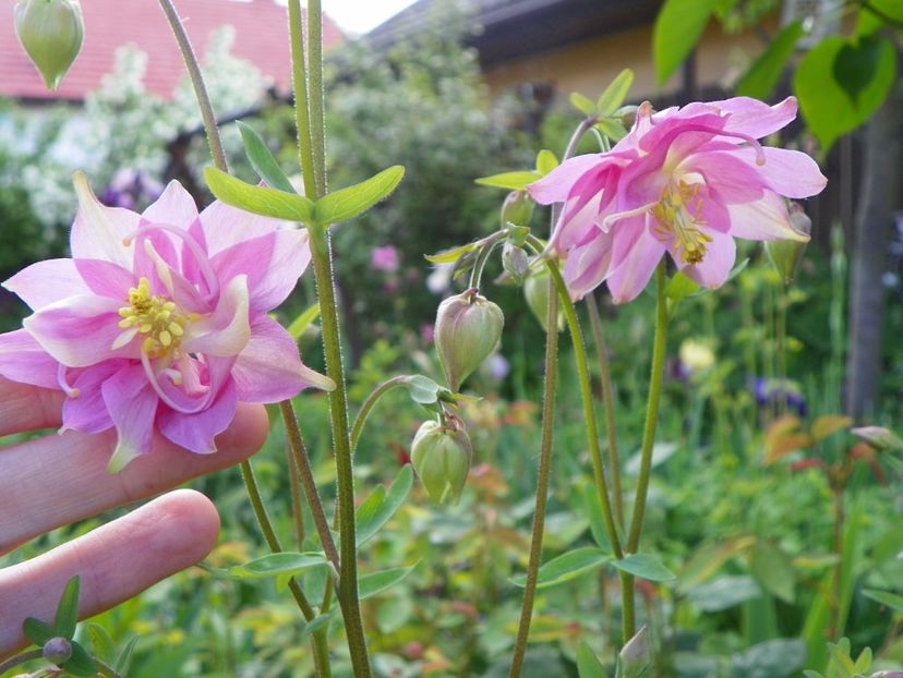 22 mai (57) - Aquilegia 2017