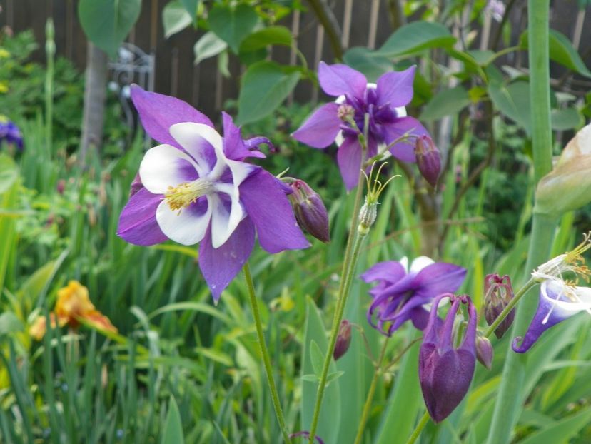 22 mai (58) - Aquilegia 2017