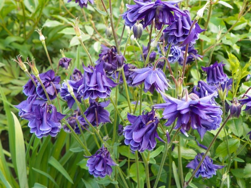 22 mai (59) - Aquilegia 2017