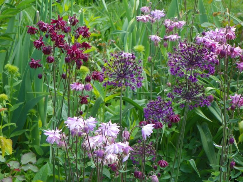 22 mai (61) - Aquilegia 2017