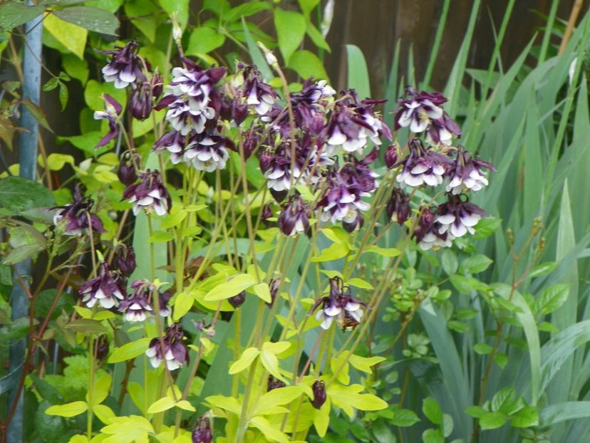 22 mai (71) - Aquilegia 2017