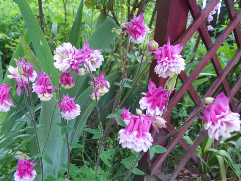 22 mai (83) - Aquilegia 2017