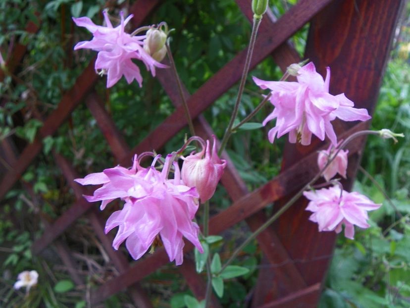 22 mai (84) - Aquilegia 2017