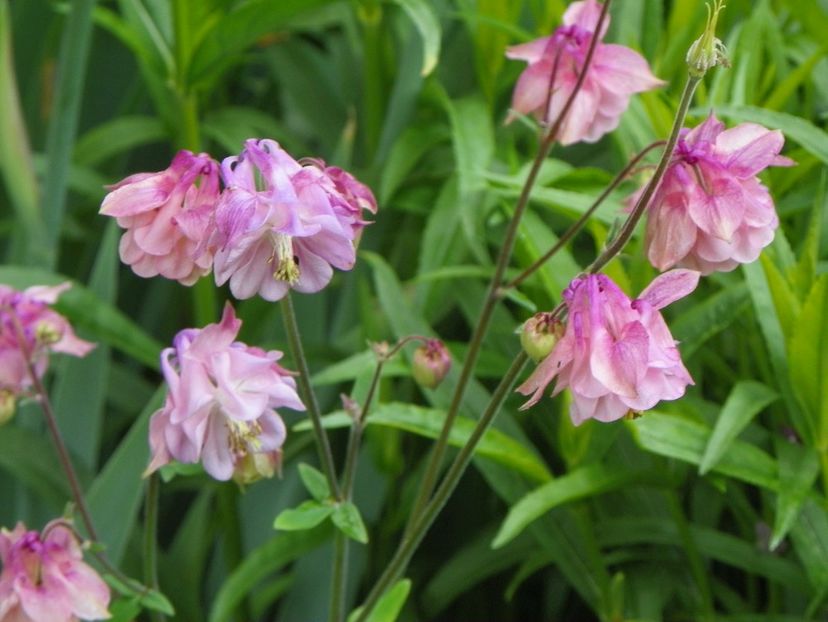 22 mai (85) - Aquilegia 2017