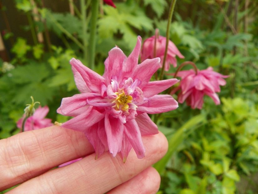 22 mai (105) - Aquilegia 2017