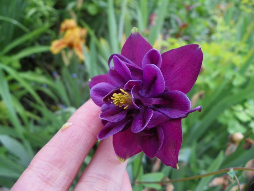 22 mai (106) - Aquilegia 2017