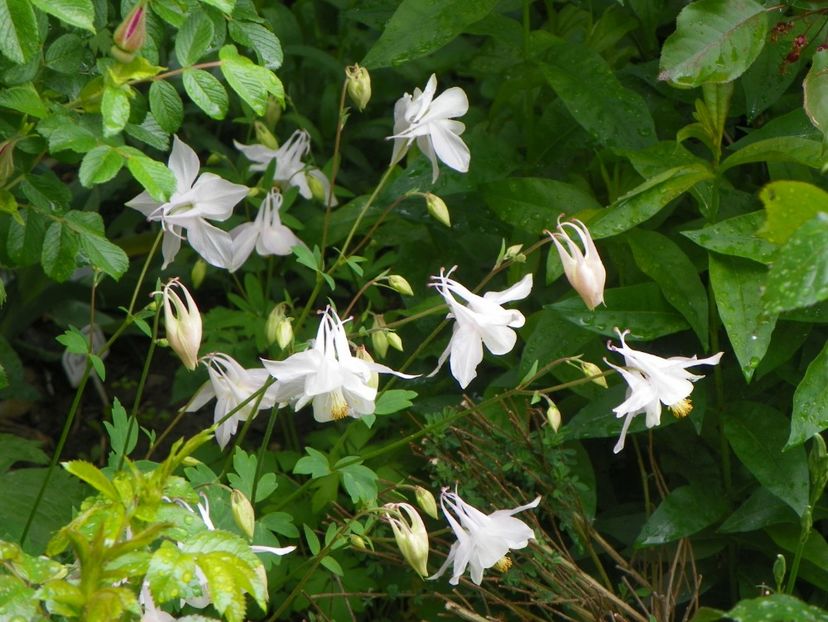 22 mai (130) - Aquilegia 2017