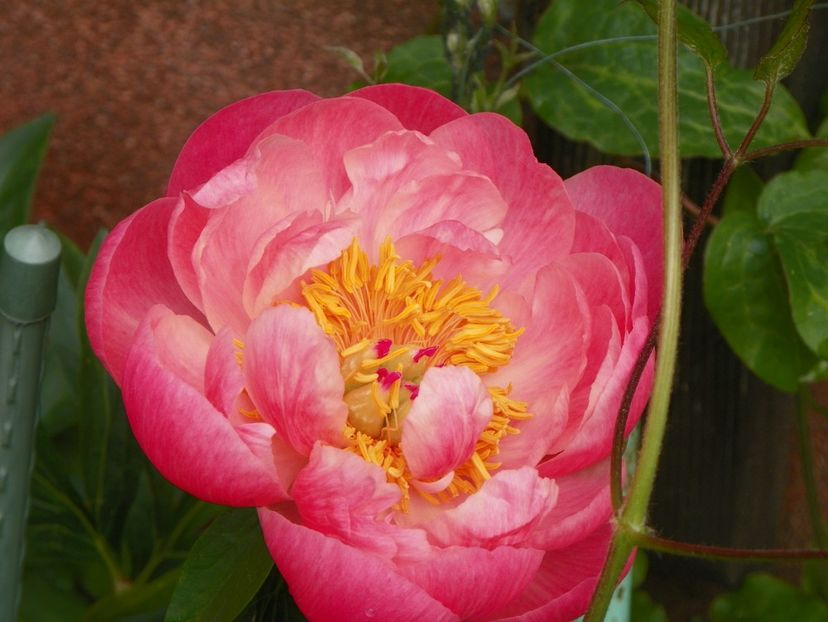 Coral Charm - Bujori 2017