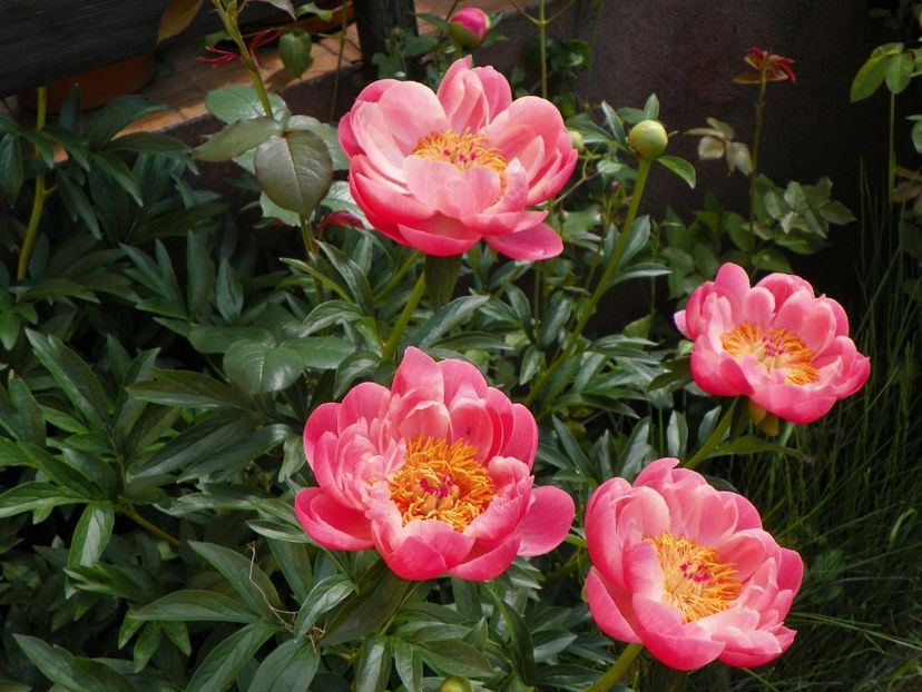 Coral Charm - Bujori 2017