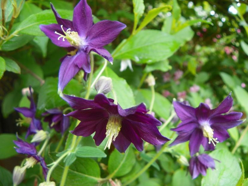 22 mai (131) - Aquilegia 2017