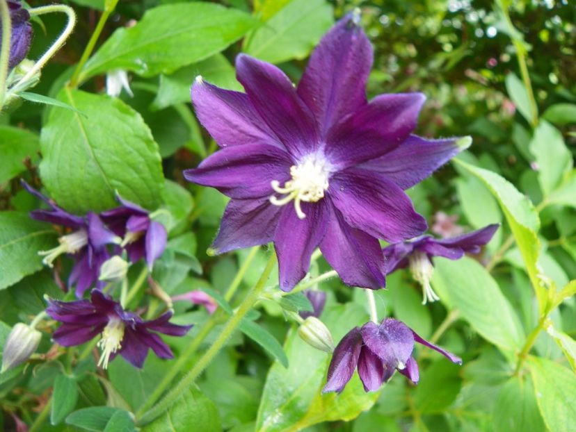 22 mai (132) - Aquilegia 2017