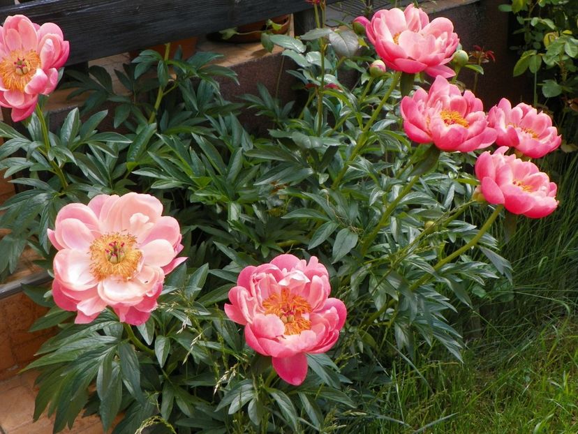 Coral Charm - Bujori 2017