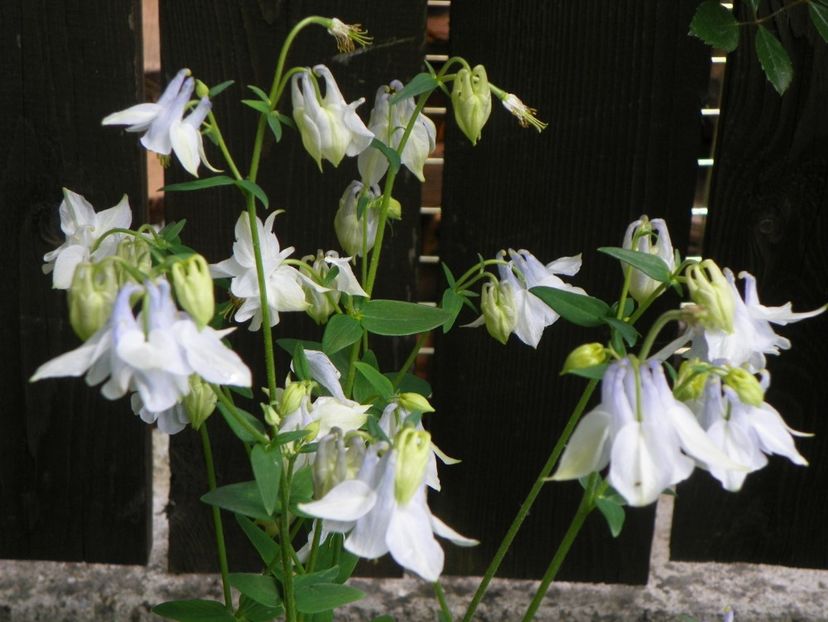 22 mai (135) - Aquilegia 2017