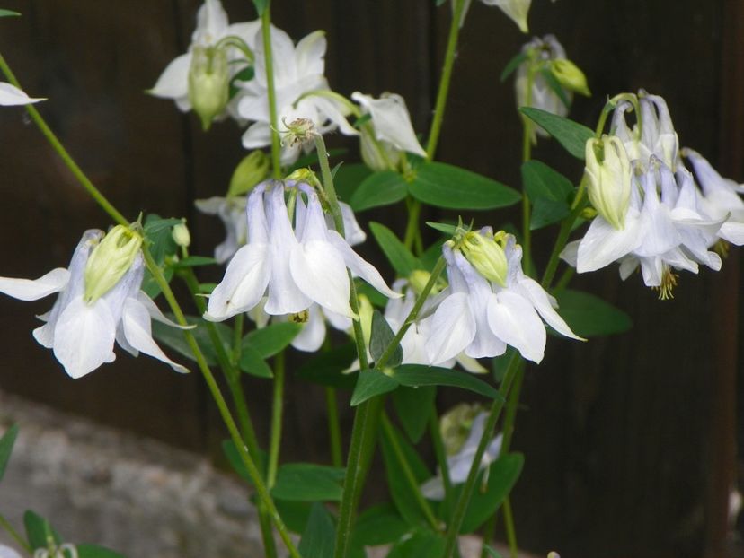 22 mai (136) - Aquilegia 2017