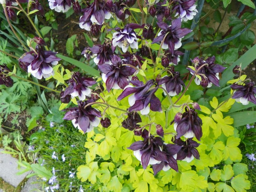 22 mai (151) - Aquilegia 2017