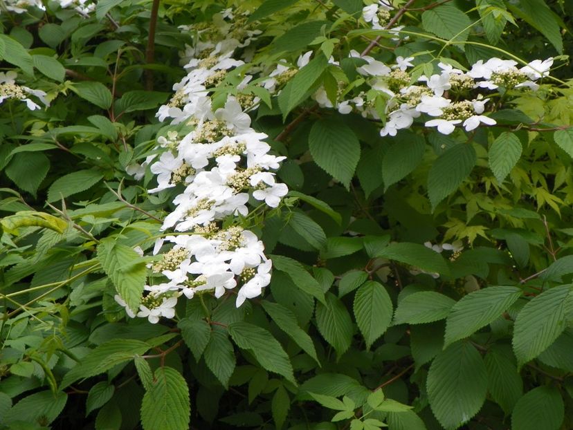 viburnum plic. Lanarth - Copacei si arbusti 2017