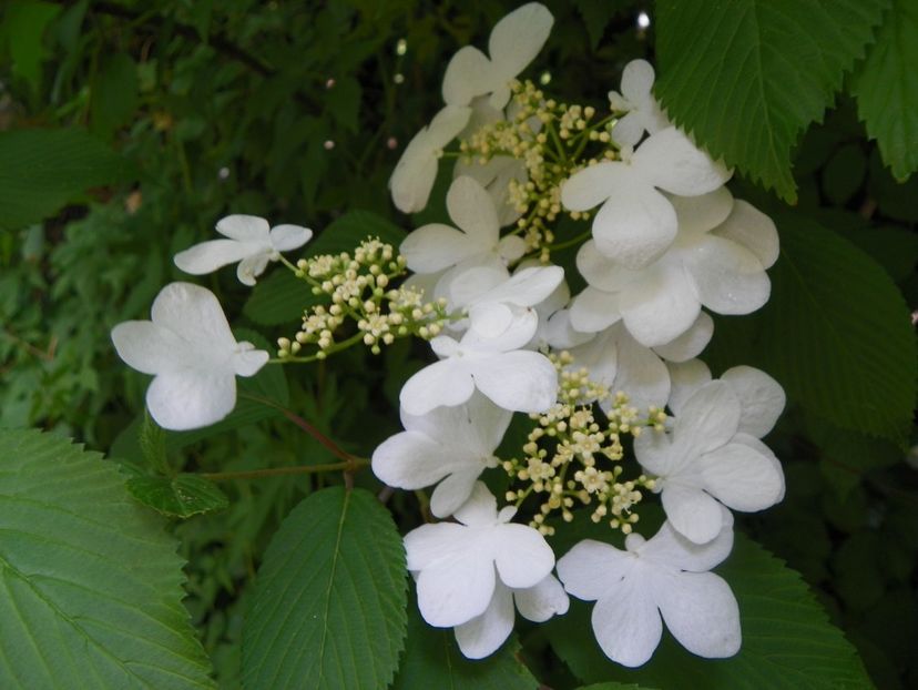 viburnum plic. Lanarth - Copacei si arbusti 2017