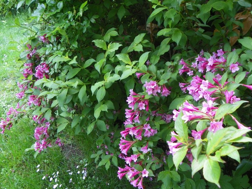 weigela Pink Princess - Copacei si arbusti 2017