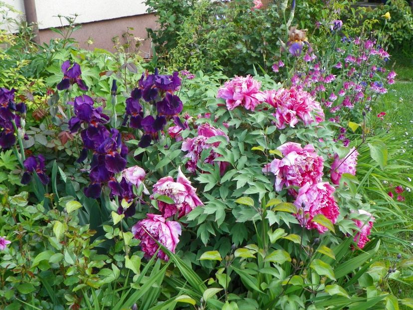 22 mai (34) - Gradina 2017