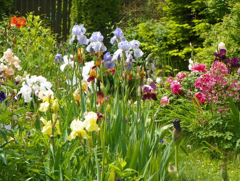 22 mai (140) - Gradina 2017