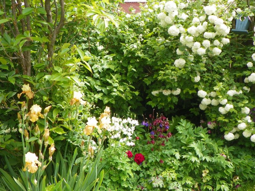 22 mai (142) - Gradina 2017