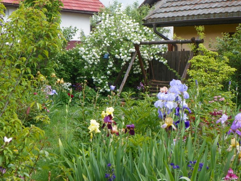 22 mai (161) - Gradina 2017