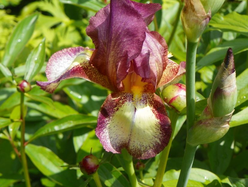 Pink Confetti - Irisi 2017