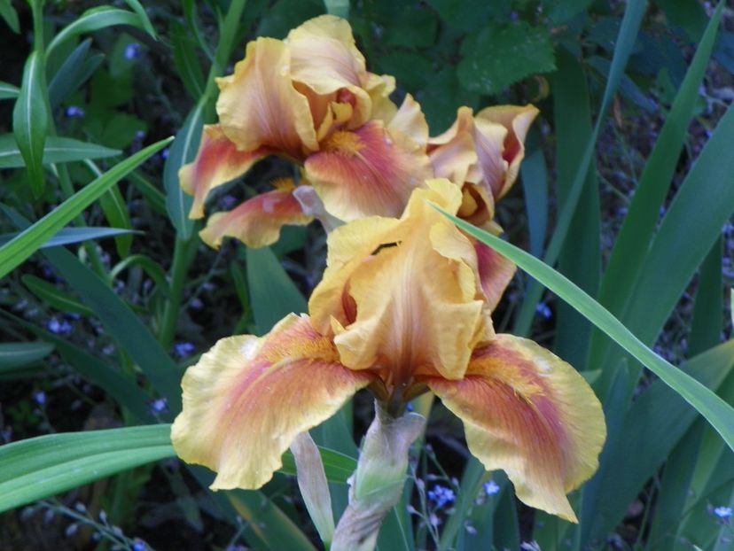 Apache Warrior - Irisi 2017