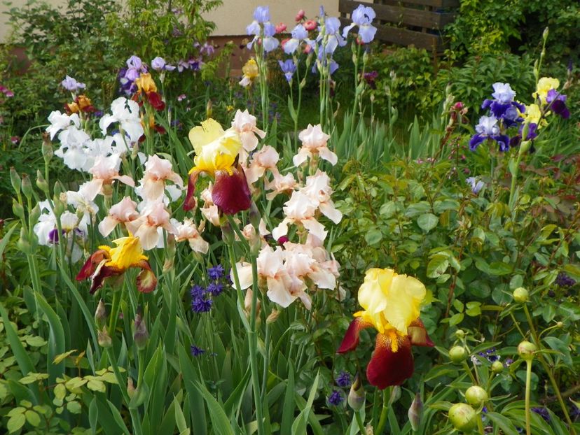 22 mai (20) - Irisi 2017