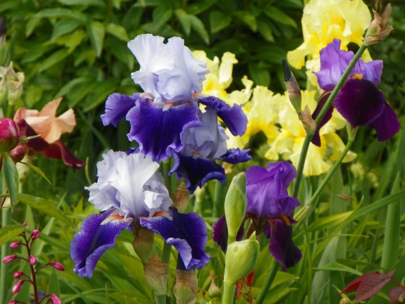 Belle de Nuit si Baccante - Irisi 2017